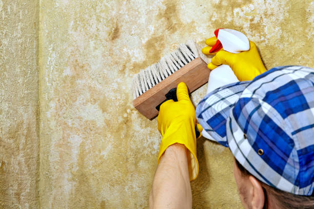 Best Mold Remediation for Healthcare Facilities  in North Salt Lake, UT