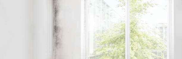 Best Commercial Mold Inspection  in North Salt Lake, UT