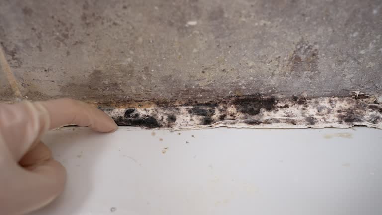 Best Air Quality Testing for Mold Spores  in North Salt Lake, UT